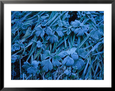 Frost-Covered Plants by Annie Griffiths Belt Pricing Limited Edition Print image