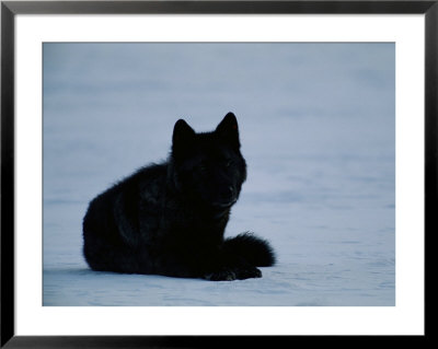 Black Yearling Female Gray Wolf In The Fountain Flats Area Of Yellowstone by Joel Sartore Pricing Limited Edition Print image