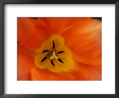A Close-Up Of The Inside Of A Tulip by Todd Gipstein Pricing Limited Edition Print image