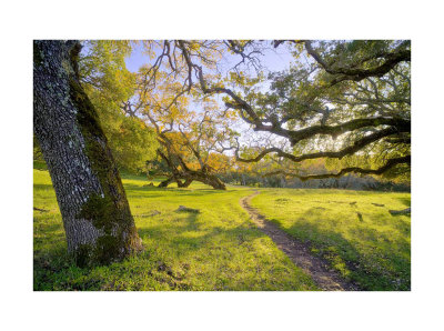 Briones Trail by David Chmielewski Pricing Limited Edition Print image