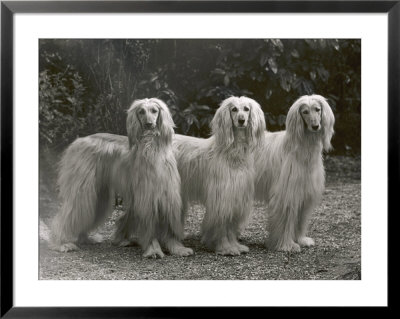 Three Champion Afghans Standing Together by Thomas Fall Pricing Limited Edition Print image