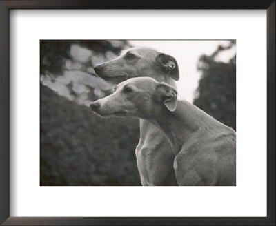 The Heads Of Two Whippets Owned By Whitwell by Thomas Fall Pricing Limited Edition Print image