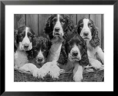 Five Large Spaniel Puppies Crowded In A Basket Owner: Browne by Thomas Fall Pricing Limited Edition Print image