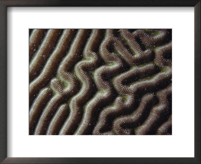 A Close View Of The Surface Of A Brain Coral by Jodi Cobb Pricing Limited Edition Print image