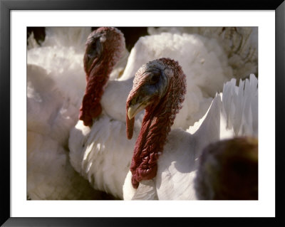 Several Huge White Gobbler Turkeys Look Ugly But Will Taste Good by Stephen St. John Pricing Limited Edition Print image