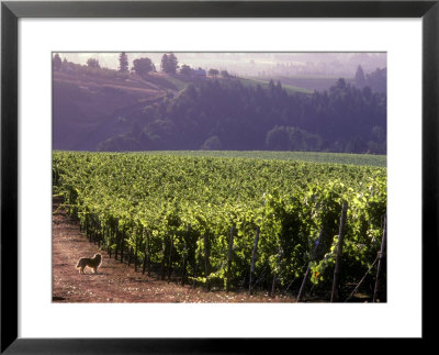 Dog In Knutsen Vineyard, Willamette Valley, Oregon, Usa by Janis Miglavs Pricing Limited Edition Print image