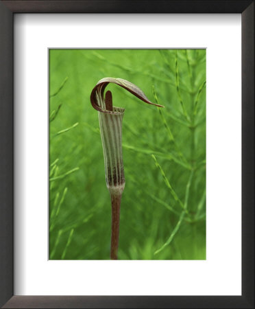 Jack-In-The-Pulpit Flower Amid Green Equisetum Ferns In Springtime, Michigan, Usa by Mark Carlson Pricing Limited Edition Print image