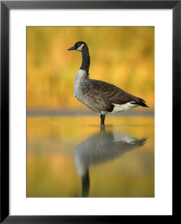 Portrait Of Canada Goose Standing In Water, Queens, New York City, New York, Usa by Arthur Morris Pricing Limited Edition Print image