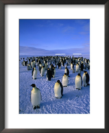 Emperor Penguin (Aptenodytes Forsteri) Colony At Dawson-Lambton Glacier, Weddell Sea, Antarctica by David Tipling Pricing Limited Edition Print image