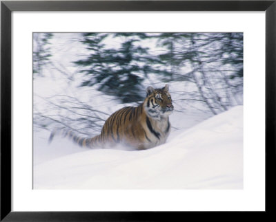 Siberian Tiger In Snow by Michele Burgess Pricing Limited Edition Print image
