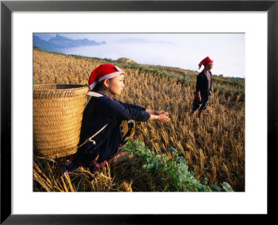 Two Ethnic Red Dao Women In Freshly Harvested Rice Field, Sapa, Lao Cai, Vietnam by Stu Smucker Pricing Limited Edition Print image