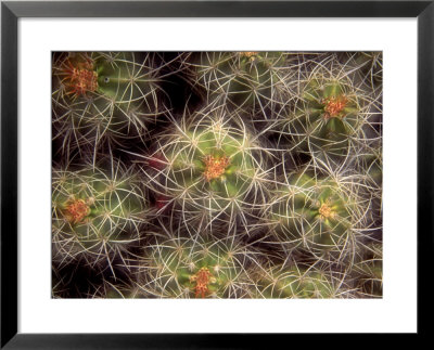 Close-Up Cactus, Joshua Tree National Park, California, Usa by Janell Davidson Pricing Limited Edition Print image