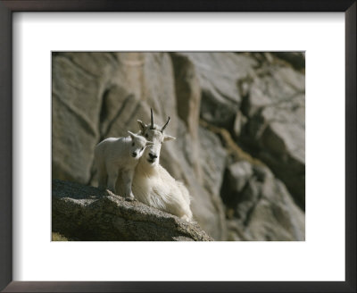 Rocky Mountain Goat And Her Kid On A Rock Ledge by Tom Murphy Pricing Limited Edition Print image