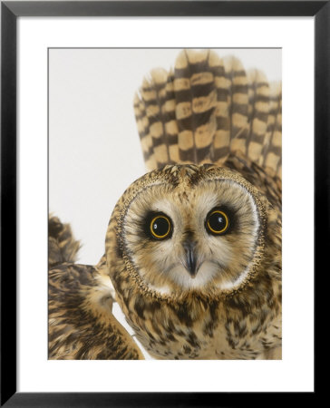 Short-Eared Owl, St. Tiggywinkles Wildlife Hospital, Uk by Les Stocker Pricing Limited Edition Print image