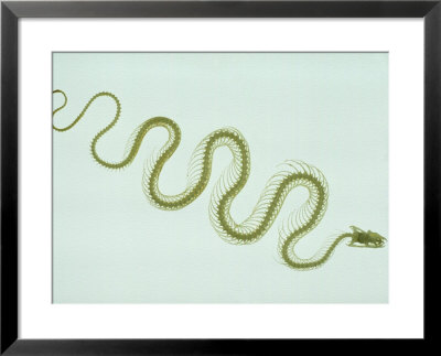 Snake Skeleton, Probably Nerodia Or Thamnophis Species by David M. Dennis Pricing Limited Edition Print image