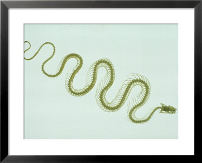 Snake Skeleton, Probably Nerodia Or Thamnophis Species by David M. Dennis Pricing Limited Edition Print image