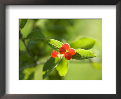 Berries In Wisconsin by Joel Sartore Pricing Limited Edition Print image