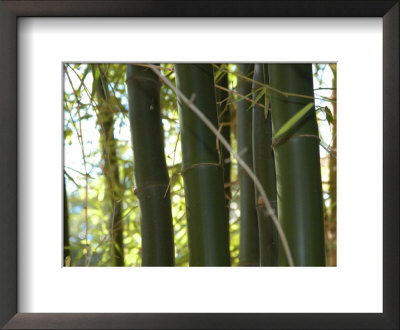 Close View Of Bamboo by Stacy Gold Pricing Limited Edition Print image