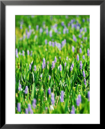 Pickerelweed, Florida, Usa by Stan Osolinski Pricing Limited Edition Print image