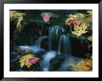 Natural Spring With Fall Leaves, Yosemite National Park by Roy Toft Pricing Limited Edition Print image
