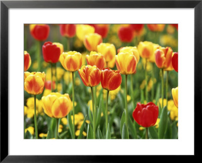 Tulipa Beauty Of Apledoorn (Darwin Hybrid Tulip) by Rex Butcher Pricing Limited Edition Print image