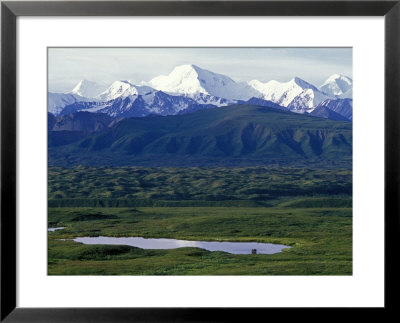 Bull Moose, Feeding In A Pond Below The Alaska Range by Rich Reid Pricing Limited Edition Print image