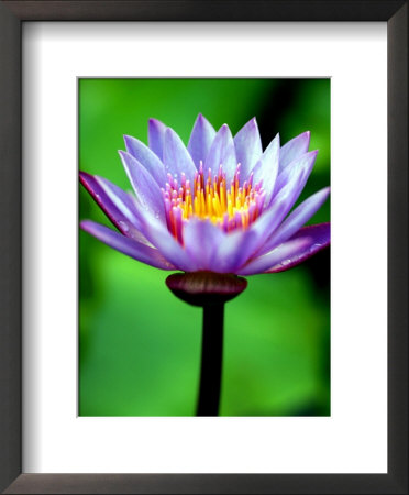 Water Lily, Tahiti, The Society Islands, French Polynesia by Paul Kennedy Pricing Limited Edition Print image