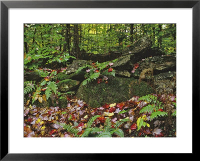Autumn Colors And Boulders In The Green Mountains, Vermont, Usa by Dennis Flaherty Pricing Limited Edition Print image
