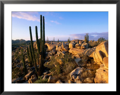 Cacti And Boulder Field, Catavina, Ensenada, Baja California, Mexico by John Elk Iii Pricing Limited Edition Print image