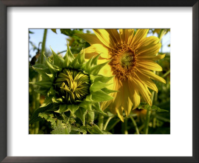 Close-Up Of A Sunflower Bud And A Blossom by White & Petteway Pricing Limited Edition Print image