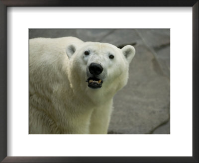 Polar Bear Looks Up At Its Observers At The Henry Doorly Zoo, Nebraska by Joel Sartore Pricing Limited Edition Print image