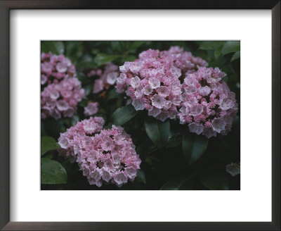 Close View Of Flowering Mountain Laurel by Darlyne A. Murawski Pricing Limited Edition Print image
