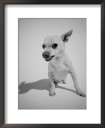 Chihuahua Dog Snarling by Peter Krogh Pricing Limited Edition Print image