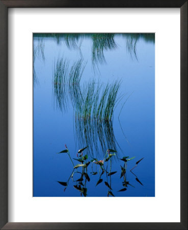 Pickerelweed, Glacial Tarn, Acadia National Park, Maine, Usa by Jerry & Marcy Monkman Pricing Limited Edition Print image