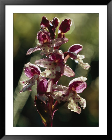 Wildflowers Glistening With Dew In Early Morning Light by Norbert Rosing Pricing Limited Edition Print image