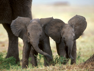 African Elephant Babies With Large Ears, Masai Mara, Kenya by Anup Shah Pricing Limited Edition Print image
