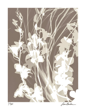 Flower Shadow I by Lois Bender Pricing Limited Edition Print image