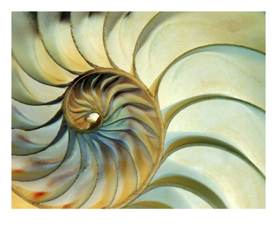 Close-Up Of Nautilus Shell Spirals by Ellen Kamp Pricing Limited Edition Print image