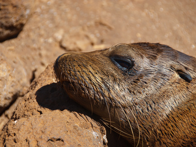 Seeloewen-Baby Auf Galapagos by Oliver Schwartz Pricing Limited Edition Print image