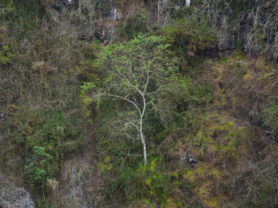 Isabela (Galapagos) by Oliver Schwartz Pricing Limited Edition Print image