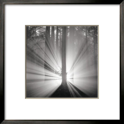 Redwoods, Study No. 9, Oakland Hills, California, 2002 by Rolfe Horn Pricing Limited Edition Print image