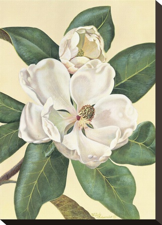 Afternoon Magnolia by Waltraud Fuchs Von Schwarzbek Pricing Limited Edition Print image