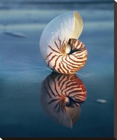 Tiger Nautilus by Ruth Burke Pricing Limited Edition Print image