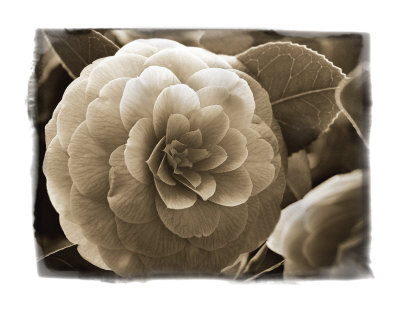 Camellia I by Amy Trebella Pricing Limited Edition Print image