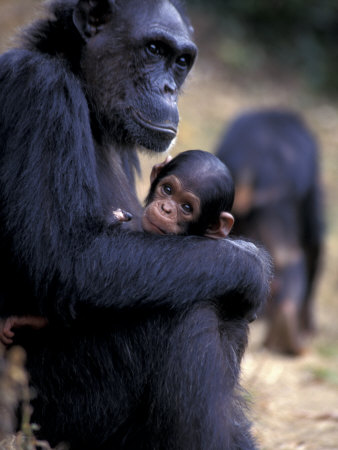 Female Chimpanzee Cradles Newborn Chimp, Gombe National Park, Tanzania by Kristin Mosher Pricing Limited Edition Print image