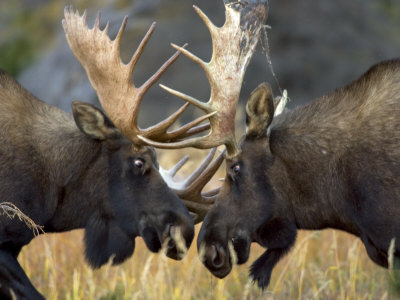 Close-Up Of Two Moose Locking Horns And Fighting (Alces Alces) by Roy Toft Pricing Limited Edition Print image