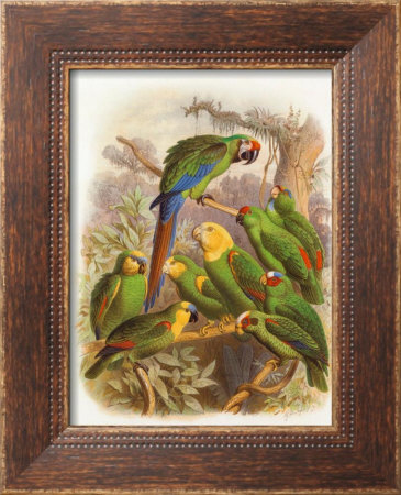 Tropical Birds I by Cassel Pricing Limited Edition Print image