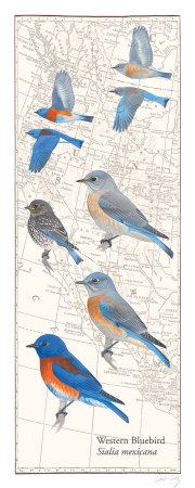 Western Bluebird by David Sibley Pricing Limited Edition Print image