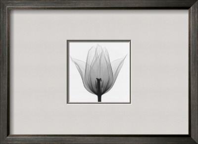 Triumph Tulip by Steven N. Meyers Pricing Limited Edition Print image