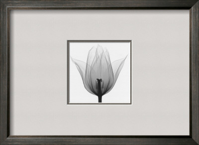 Triumph Tulip by Steven N. Meyers Pricing Limited Edition Print image
